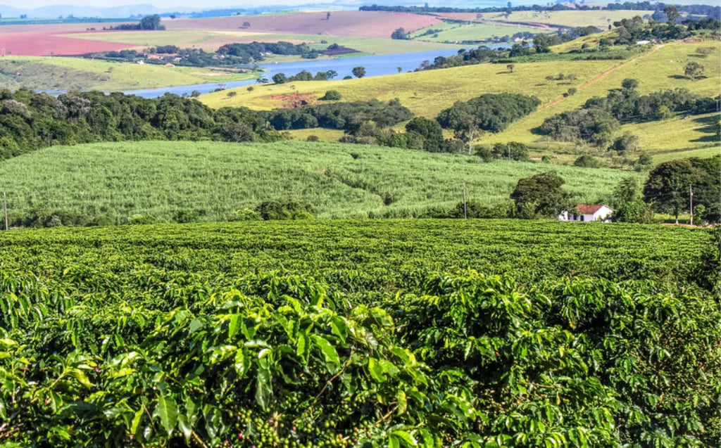 Brazil Sitio Da Pedra