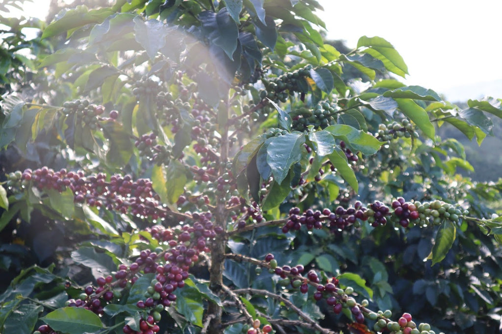 Colombia San Gabriel