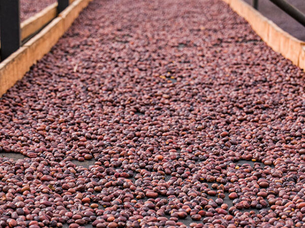 Colombia San Gabriel Natural Process
