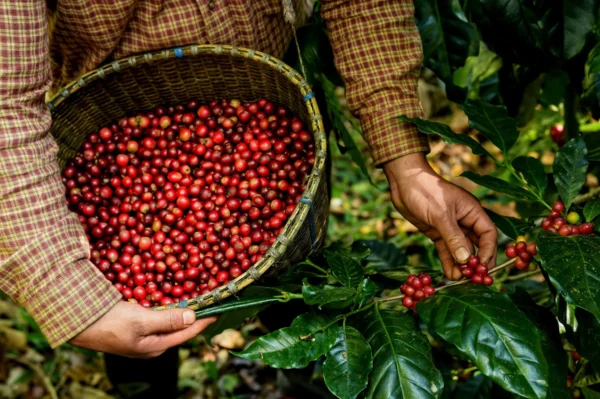 Colombia Regional Hulia