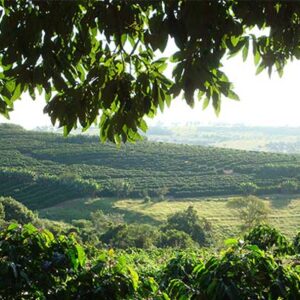 Brazil Santa Ines